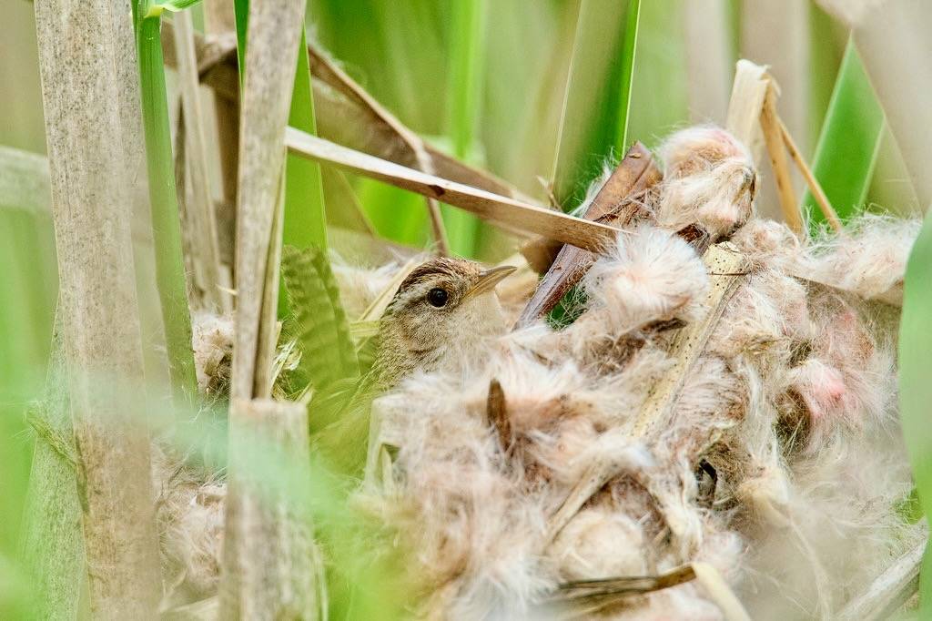 Marsh Nest by rickcameron is licensed under CC BY-NC-ND 2.0.